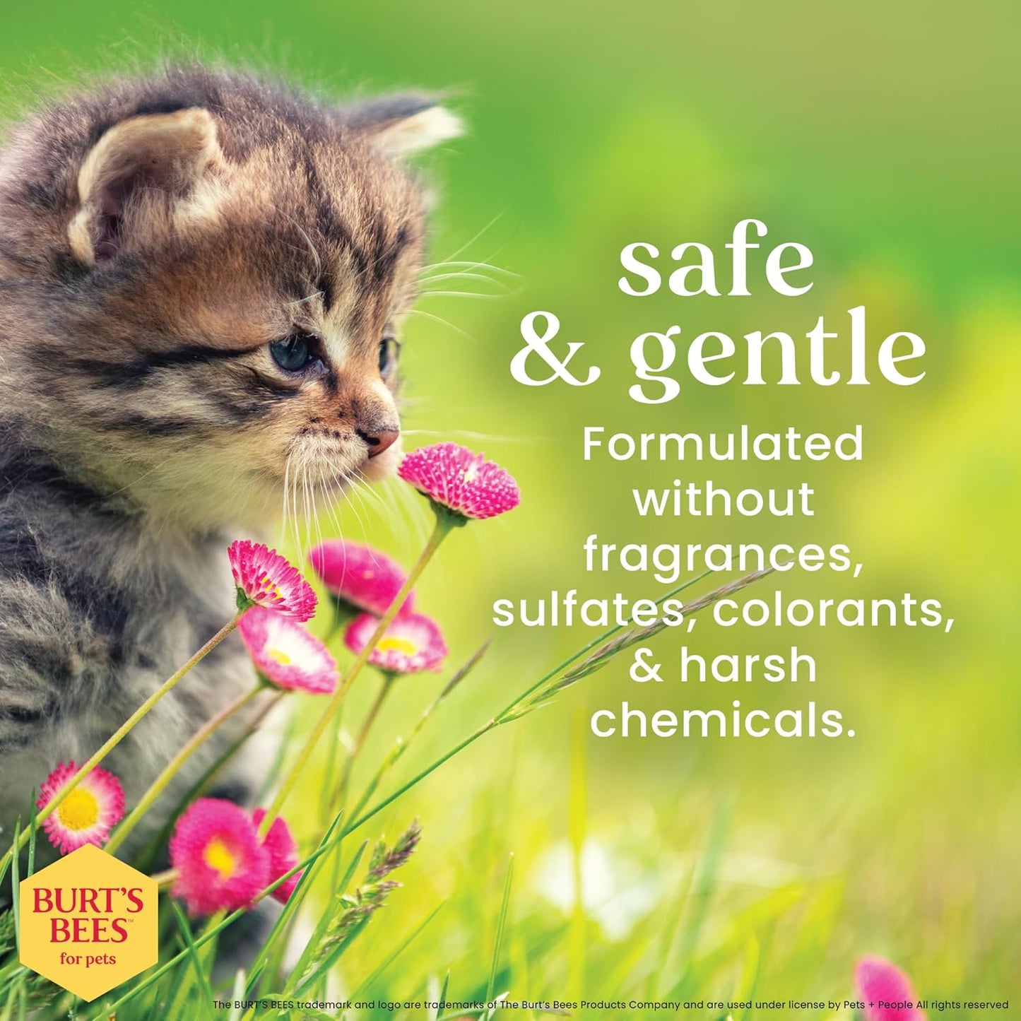 Tearless Kitten Shampoo with Buttermilk and Honey, Gentle Cat Shampoo for Itchy Skin and Sensitive Coats, Easy Rinse Low Lather Formula, 99.3% Natural Origin, 10 Fl Oz