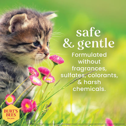 Tearless Kitten Shampoo with Buttermilk and Honey, Gentle Cat Shampoo for Itchy Skin and Sensitive Coats, Easy Rinse Low Lather Formula, 99.3% Natural Origin, 10 Fl Oz