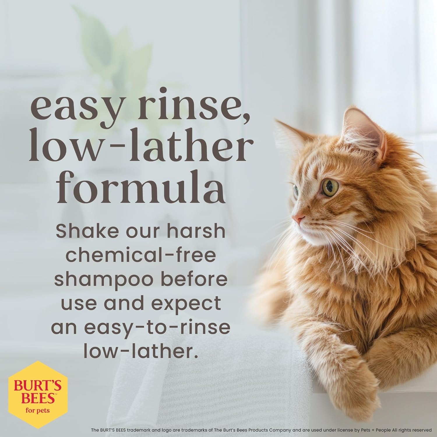 Tearless Kitten Shampoo with Buttermilk and Honey, Gentle Cat Shampoo for Itchy Skin and Sensitive Coats, Easy Rinse Low Lather Formula, 99.3% Natural Origin, 10 Fl Oz