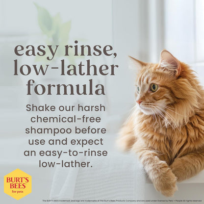 Tearless Kitten Shampoo with Buttermilk and Honey, Gentle Cat Shampoo for Itchy Skin and Sensitive Coats, Easy Rinse Low Lather Formula, 99.3% Natural Origin, 10 Fl Oz